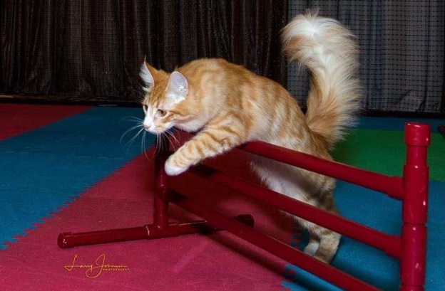 Cat Agility